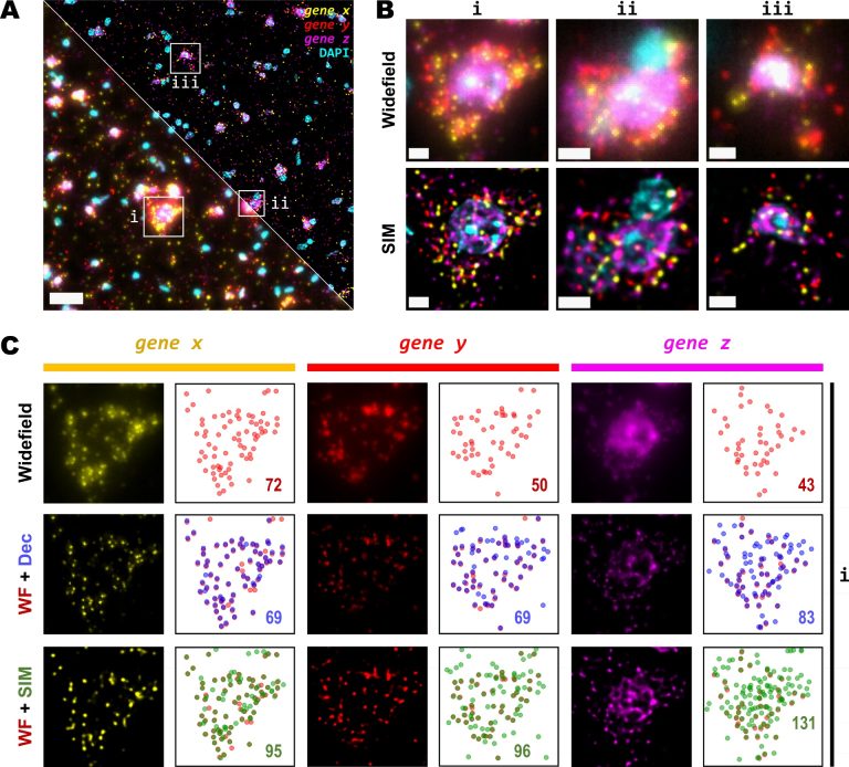 Super-Resolution microscopy increases amplicon spots detection ...