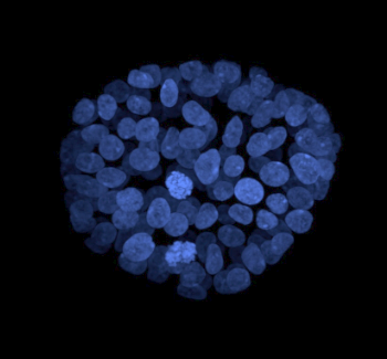 Nuclei-fluorescence-morphology-1
