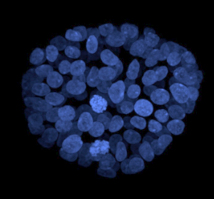 Nuclei-fluorescence-morphology-2